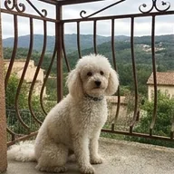 Photo de profil de Guillaume O.